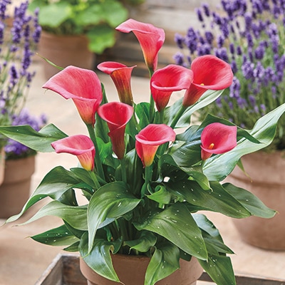 カラー キャピテイン ハリウッド