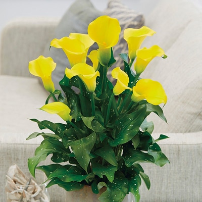 カラー キャピテイン ソロ