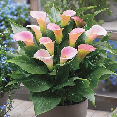 カラー キャピテイン マレロ