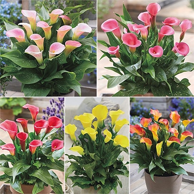 カラー キャピテイン見計らいセット