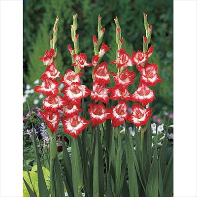 草花の球根 並び順 新着順 4 5ページ 種 タネ 球根 苗の通販はサカタのタネ オンラインショップ