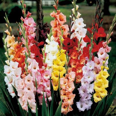 グラジオラス ミックス