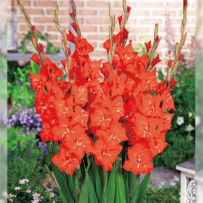 グラミニ パティ