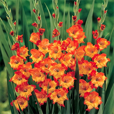 グラジオラス プリンセスマーガレットローズ