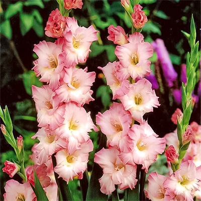 グラジオラス ドルチェビータ