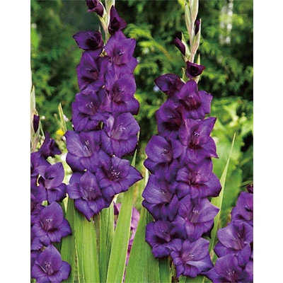 グラジオラス パープルフローラ