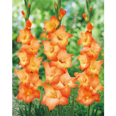 グラジオラス オレンジサン