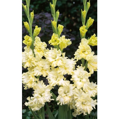 グラジオラス レモンラッフル