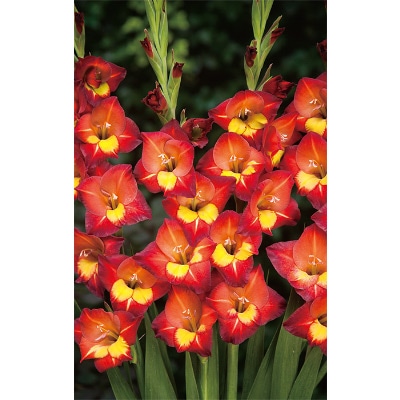 グラジオラス ミッシェル