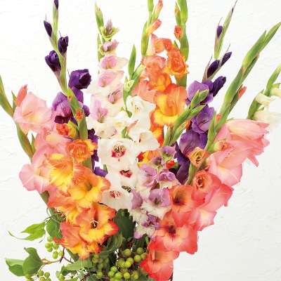 グラジオラス バイカラー ミックス