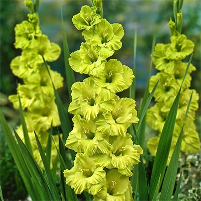 グラジオラス グリーンスター
