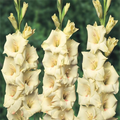 グラジオラス クリームパーフェクション