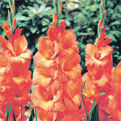 グラジオラス ライブオーク