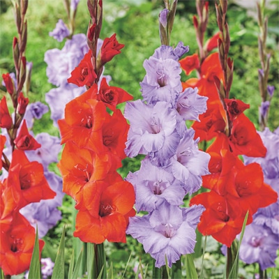 グラジオラス ベリーサマー ミックス