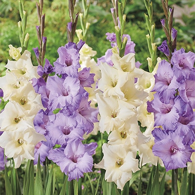 グラジオラス クールサマー ミックス