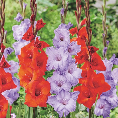 グラジオラス ベリーサマー ミックス