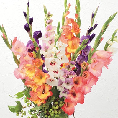 グラジオラス バイカラー ミックス