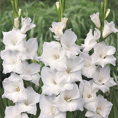 グラジオラス スノードン