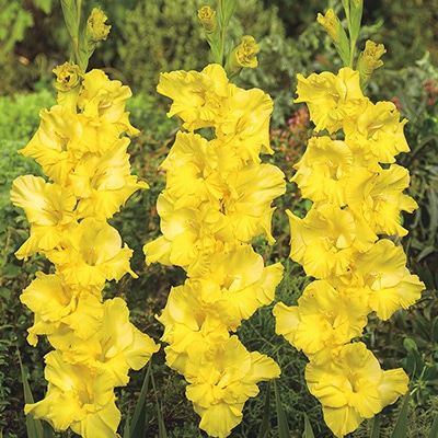 グラジオラス カリスマ