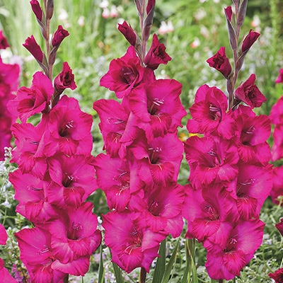 グラジオラス ナタン