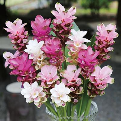 クルクマ 中輪ミックス