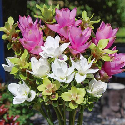 クルクマ 大輪ミックス