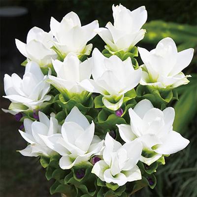 クルクマ ロータスホワイト