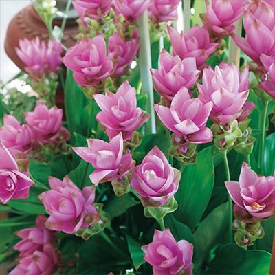 クルクマ ロータスピンク