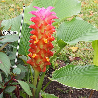 クルクマ レッドトーチ