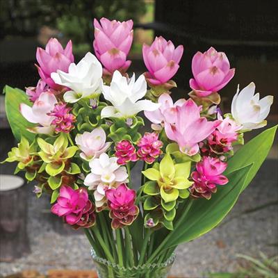 クルクマ スペシャルミックス