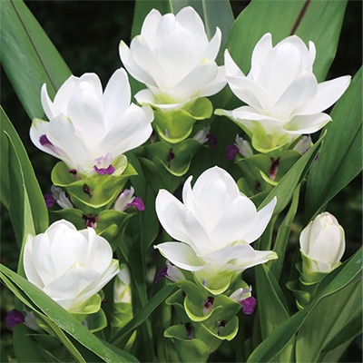 クルクマ ホワイトジャスミン