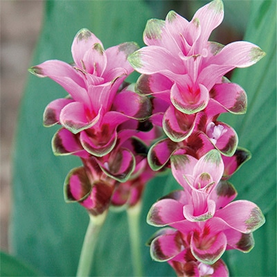 クルクマ メーテンサンライズ