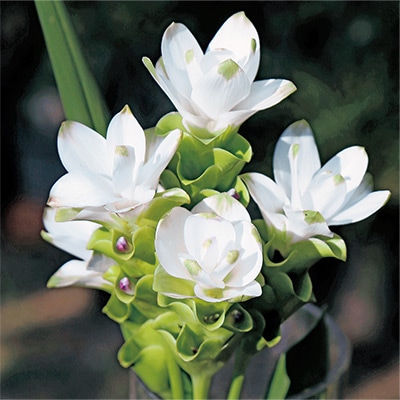 クルクマ メージョースノー