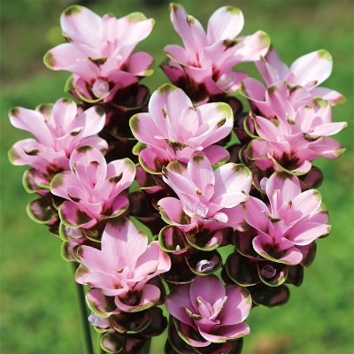 クルクマ メーテンNo.1