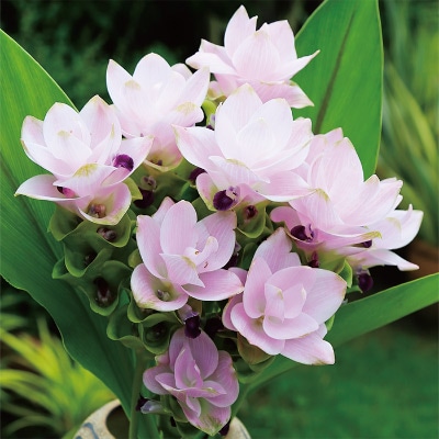 クルクマ メージョーNEWピンク