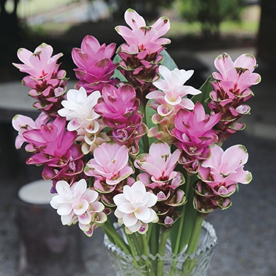 クルクマ 中輪ミックス