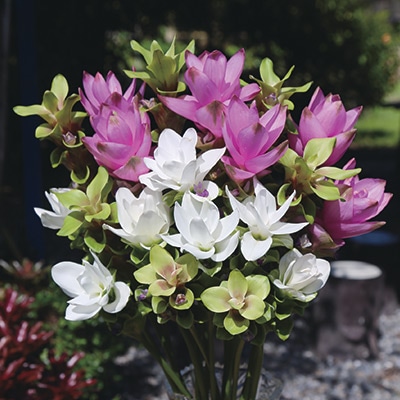 クルクマ 大輪ミックス