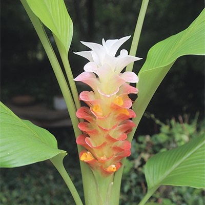 クルクマ マニーサイアム