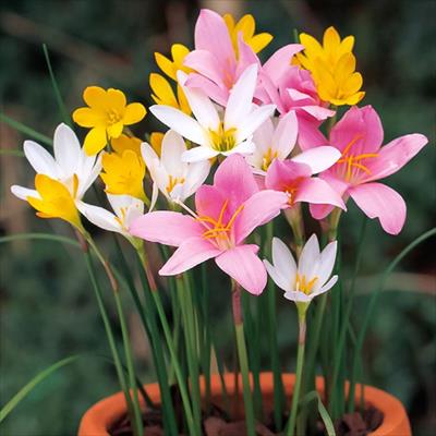 ゼフィランサス ゼフィランサス ミックス