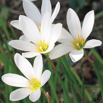 ゼフィランサス カンジタ