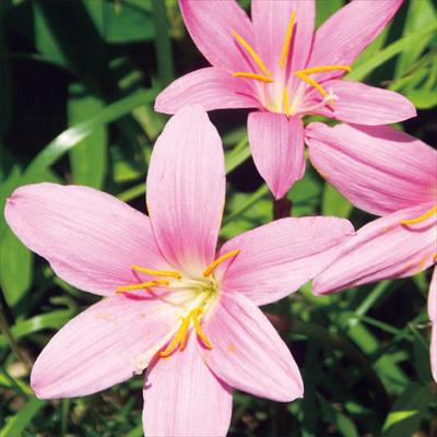 ゼフィランサス カリナータ