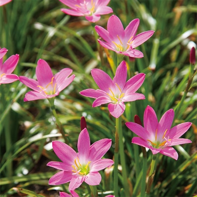 ゼフィランサス ロゼア