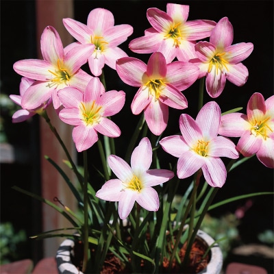 ゼフィランサス ピンクビーチ