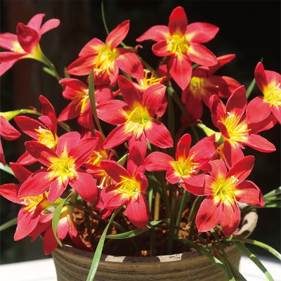 ゼフィランサス ビッグレッド