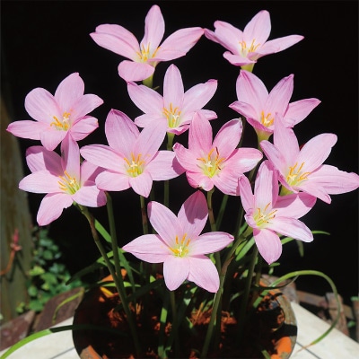 ゼフィランサス ビッグピンク