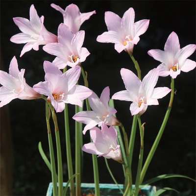 ハブランサス チェリーピンク