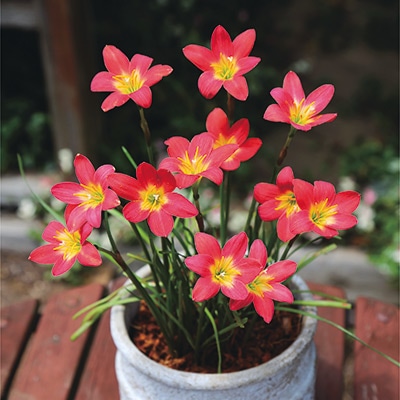 ゼフィランサス プライドオブシンガポール