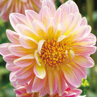 大株ダリア バーバラジョイ