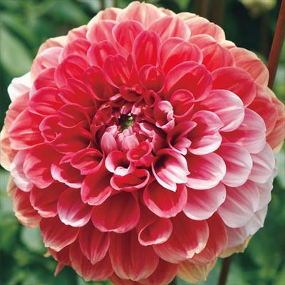 大株ダリア 声変わり