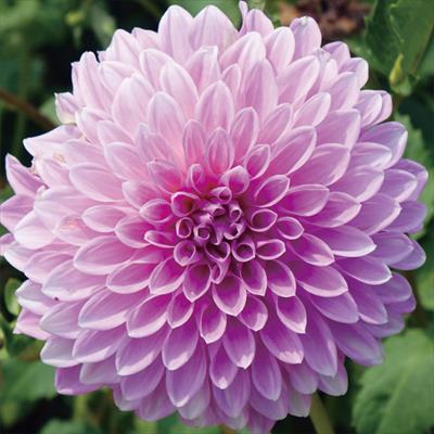 大株ダリア メミー